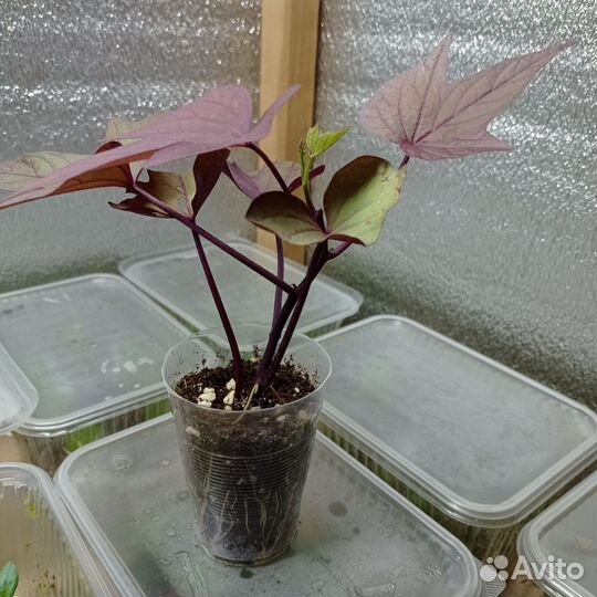 Ипомея батат