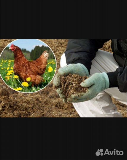 Куриный навоз