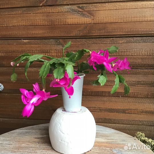 Цветы комнатные Декабрист Зигокактус