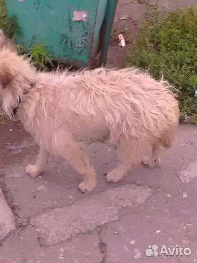 Нашлась собака