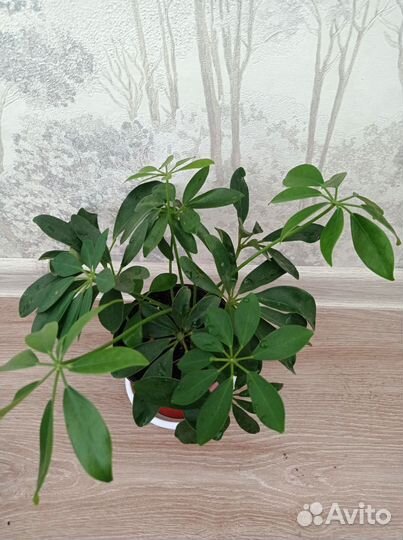 Фикусы и шеффлера детки с корневой