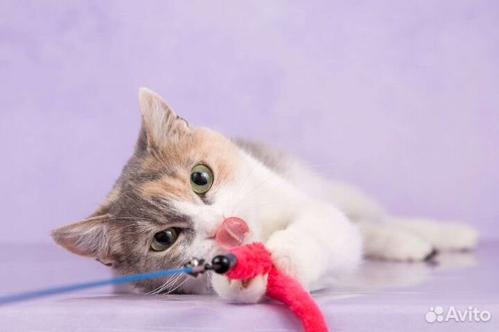 Кошки в добрые руки