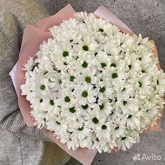 Хризантема