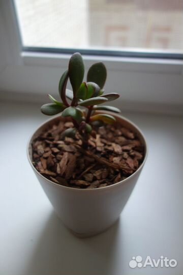 Денежное дерево (толстянка, крассула)
