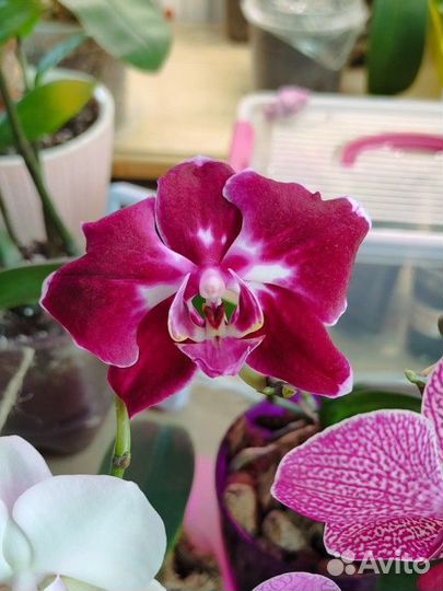 Орхидея