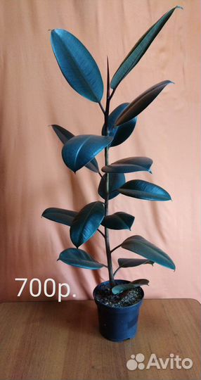 Фикус каучуконосный Диффенбахия