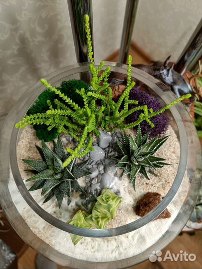 Живой флорариум