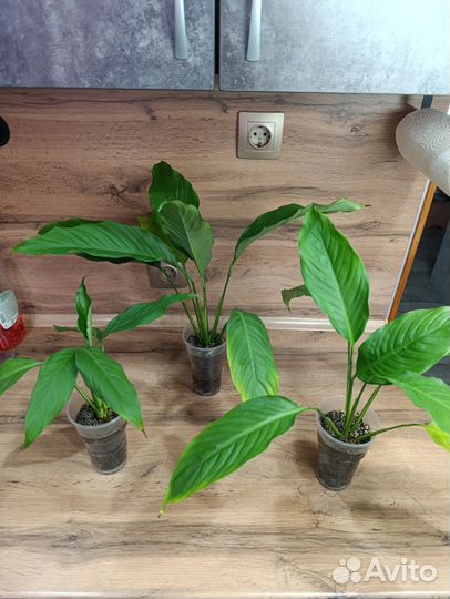 Комнатные цветы