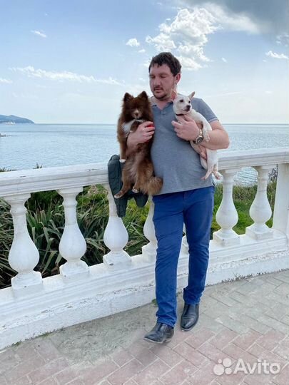 Передержка собак