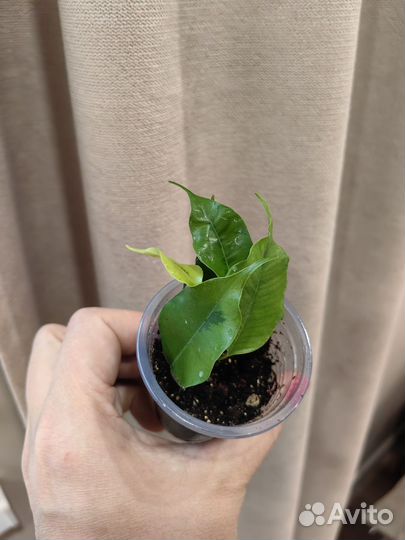 Фикусы разные сорта