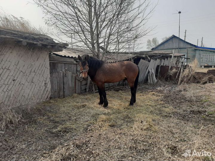 Продажа лошадей