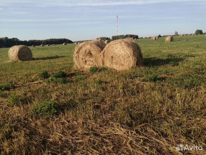 Сено в рулонах