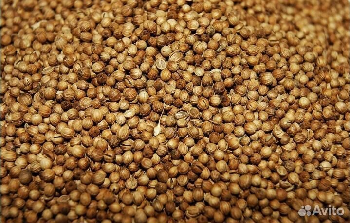 Семена кориандра