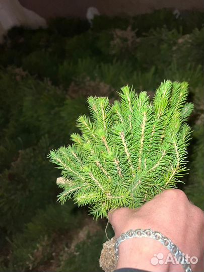 Сеянцы ели европейской зкс от производителя