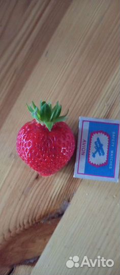 Саженцы Клубники ремонтантной