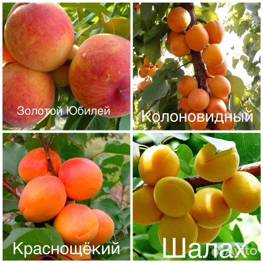 Плодовые деревья