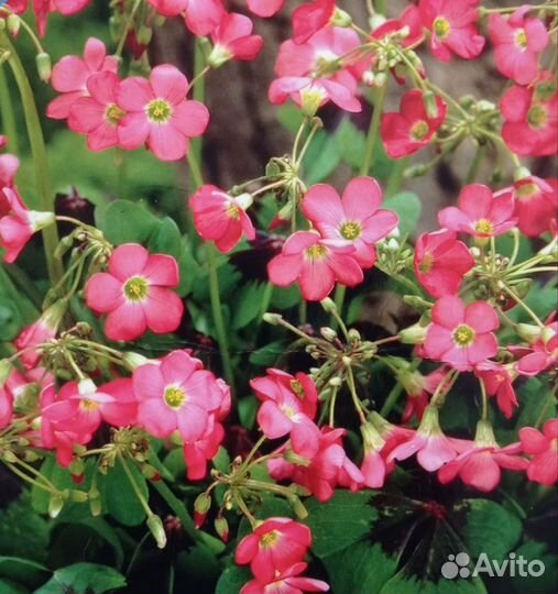 Оксалис кислица