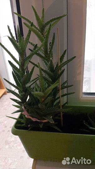 Фикус бенджамина