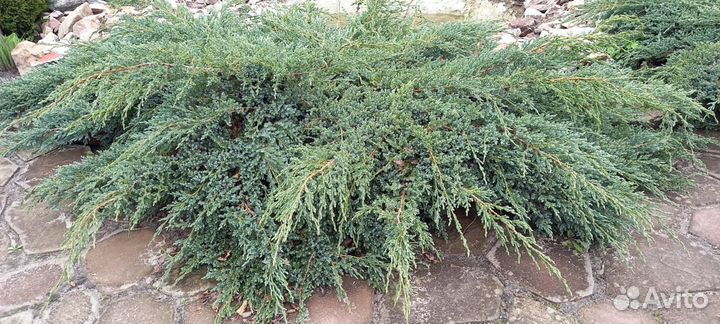 Можжевельник