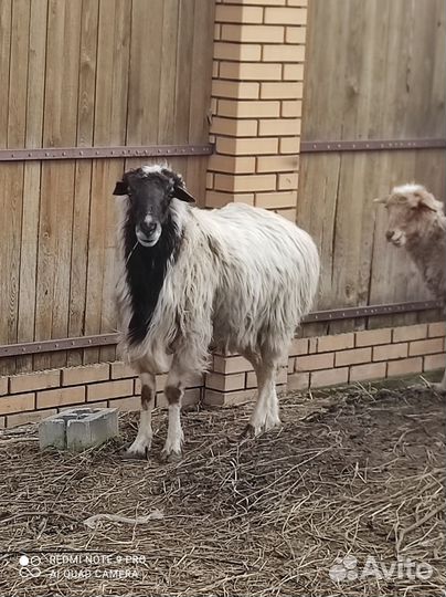 Овцы бараны