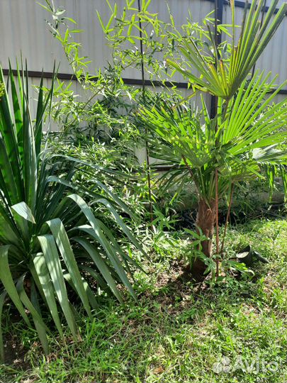 Пальма трахикарпус