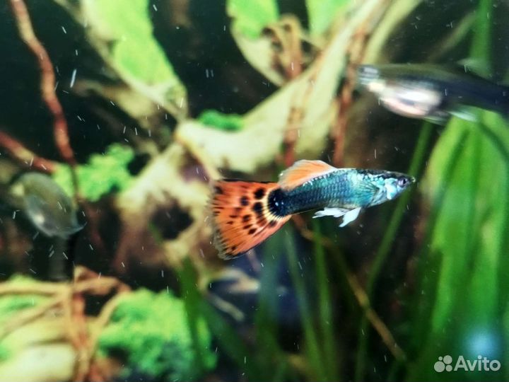 Рыбки Гуппи, сомы анцыструсы, креветки, улитки