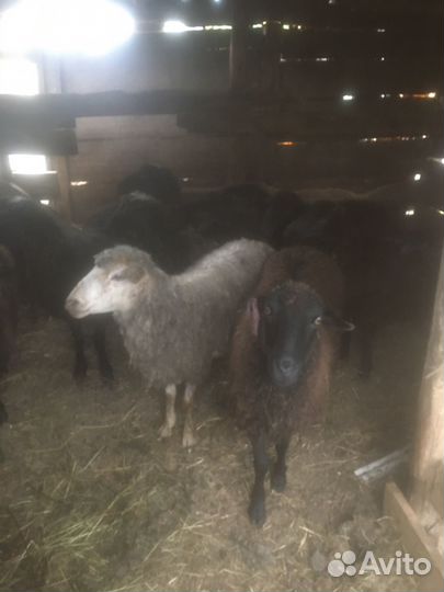 Овцы бараны