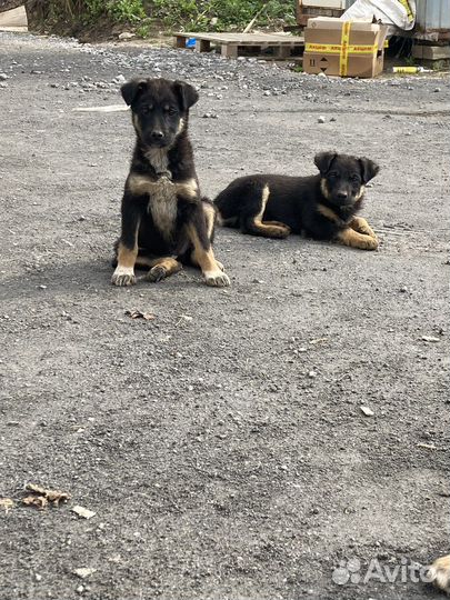 Собака в добрые руки отдам бесплатно