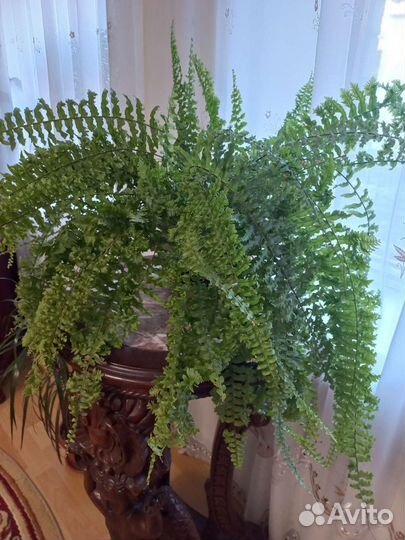 Папоротник комнатный кучерявый(нефролепис)