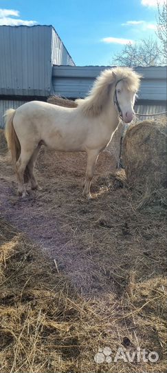 Пони,жеребец