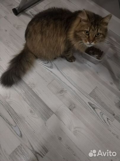 Кот в добрые руки