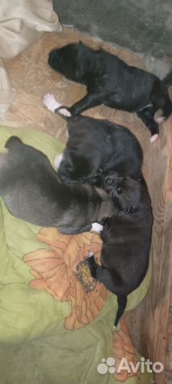Щенки в добрые руки отдам бесплатно