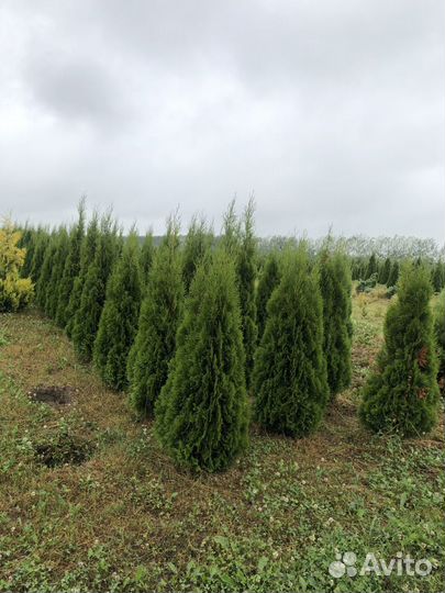 Туя 1,5м