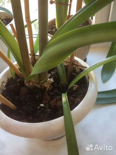 Гиппеаструм