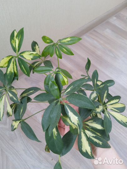 Комнатные цветы шефлера