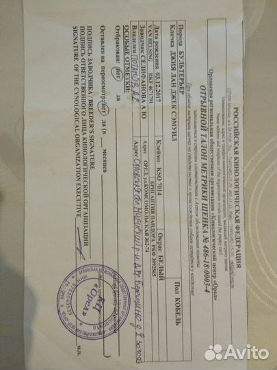 Бультерьер вязка