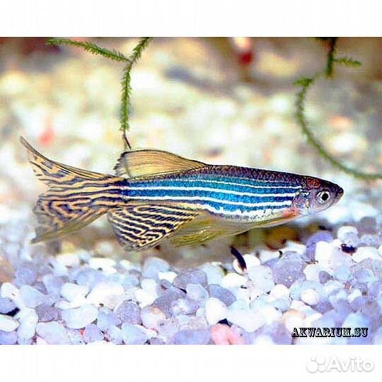 Взрослые данио рерио обмен