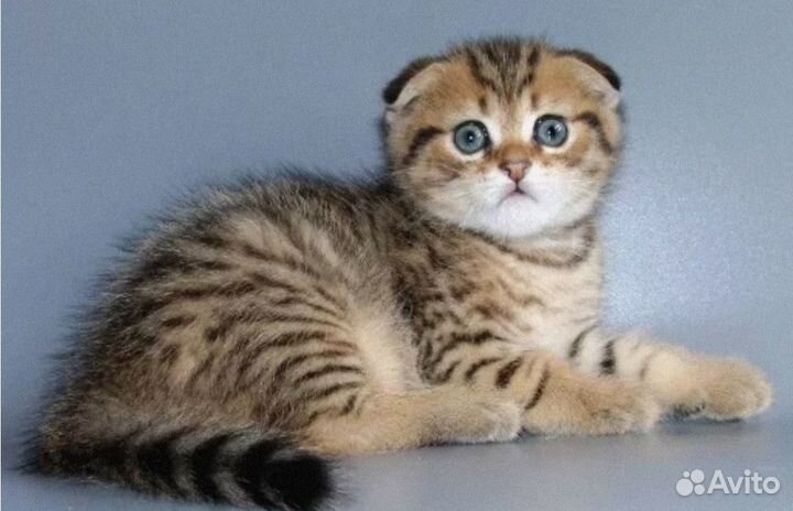 Солнышко котики