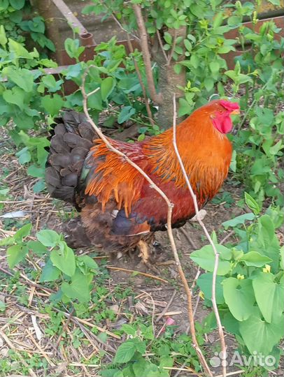 Петух брама