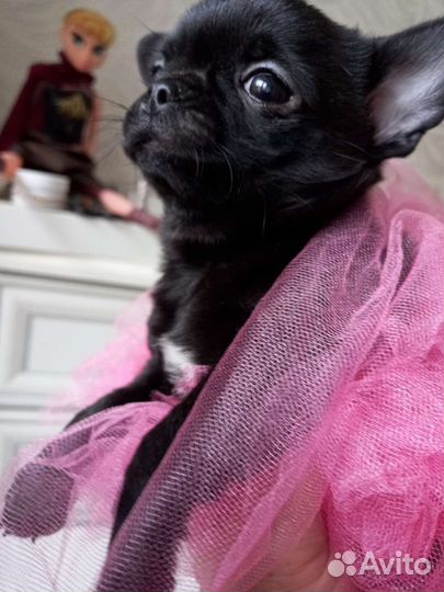 Щенки чихуахуа