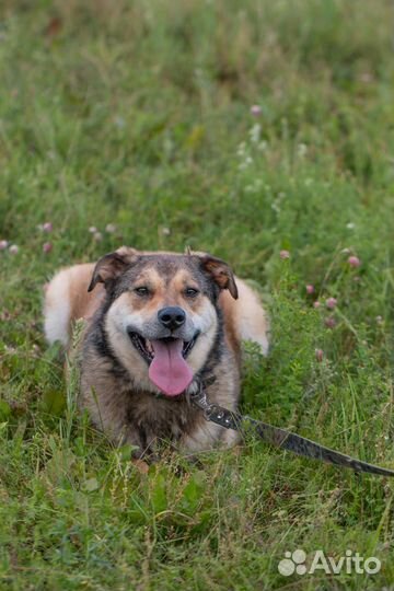 Собака в добрые руки отдам бесплатно