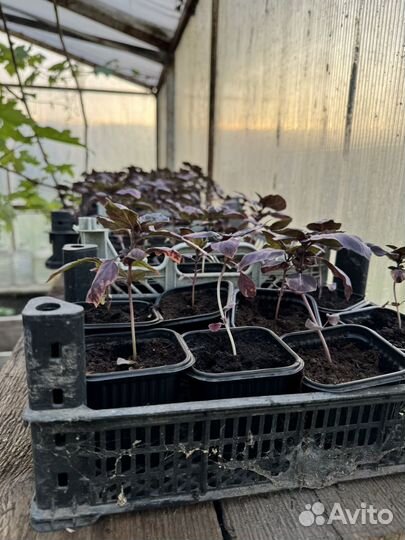 Рассада баилика