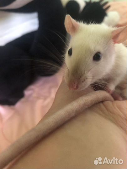 Крысы бесплатно