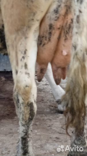 Корова дойная