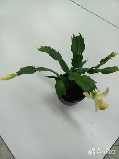 Декабрист шлюмбергера желтый