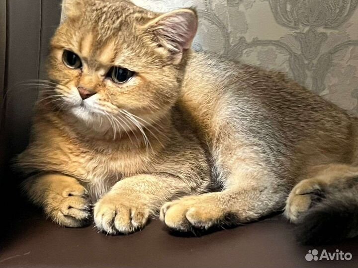 Шотландский кот вязка