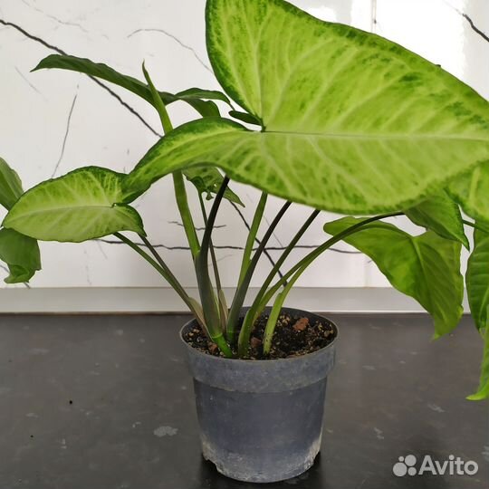 Сингониум ножколистный,комнатные растения