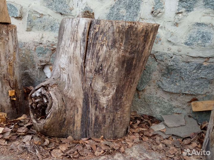 Пеньки, пни, пень, пенек