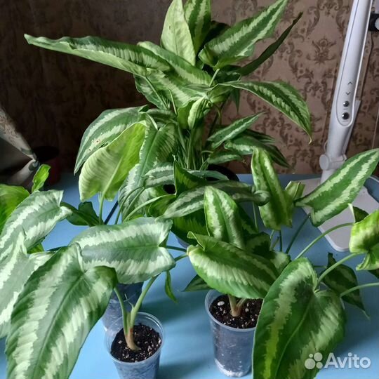 Шизматоглоттис