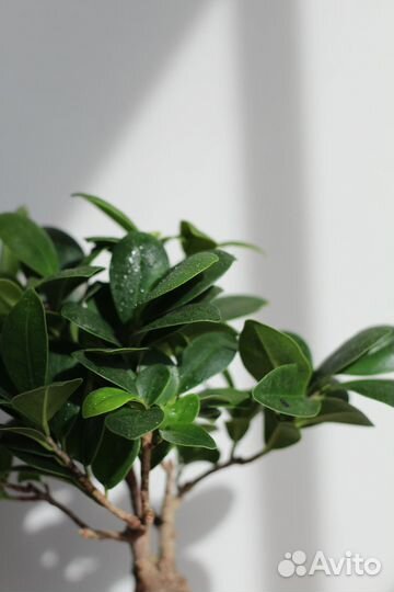 Бонсай фикус микрокарпа 8 лет
